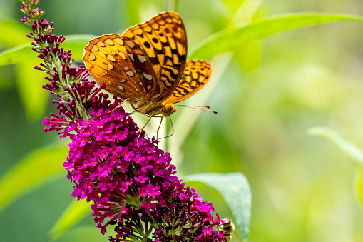 Great Spangled Fritillary butterfly feeding on a butterfly bush