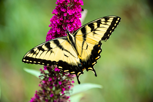 Tiger swallowtail feeding on a butterfly bush