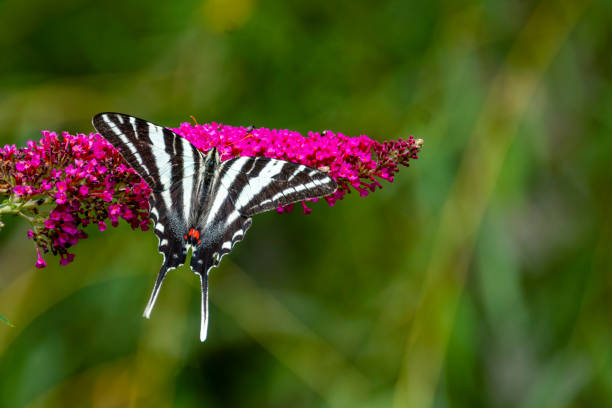 Zebra swallowtail feeding on a butterfly bush