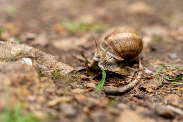 istock A large slug snail in a shell eats a blade of grass. Close-up image 1500336908