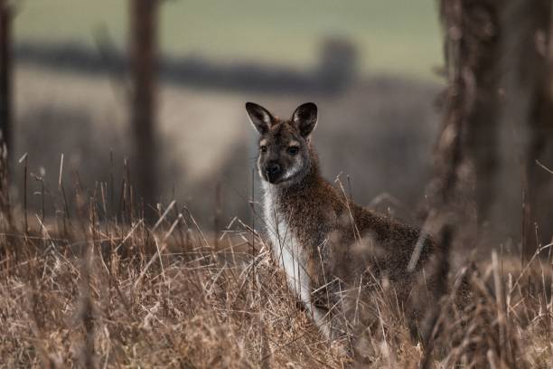 istock A beautiful Australian kangaroo in a field looking around 1500337001