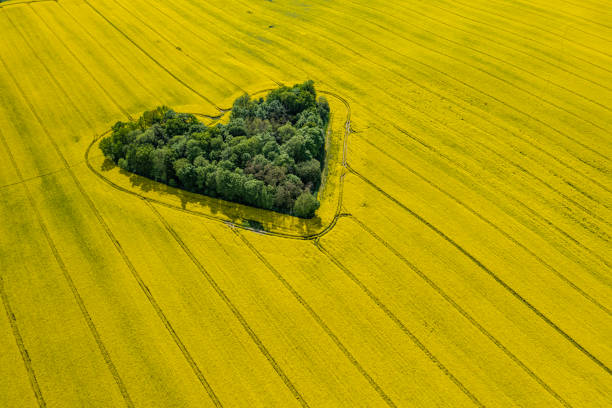 vista aerea di un boschetto verde a forma di cuore nel mezzo di un campo di stupro - canola flower foto e immagini stock