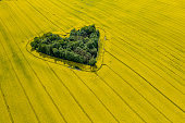 aerial view of a green heart-shaped grove in the middle of a rape field