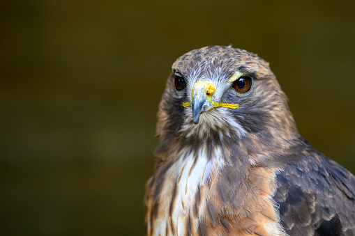 Bird of prey close up taken at a falconry centre