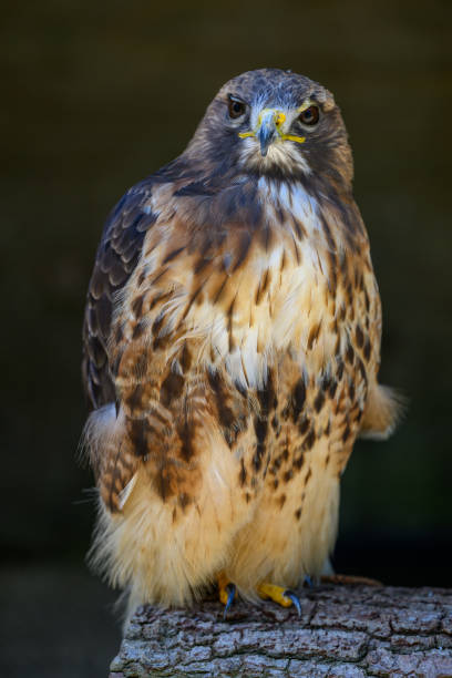 istock Bird of prey close up 1500338670