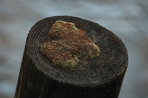 An aged and weathered tree stump with a coating of moss on its surface