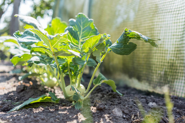 Ripe kohlrabi cabbage on the garden bed close-up in sunlight at sunny autumn morning