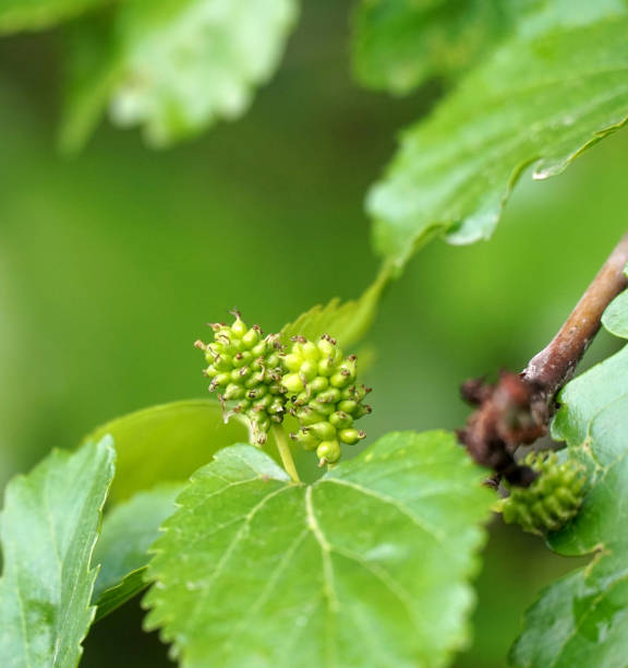 istock white mulberry ripening on the branch, light bokeh 1500339471
