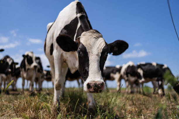 istock Agricultural activity in Italy: frisona cattle organic farming 1500340185