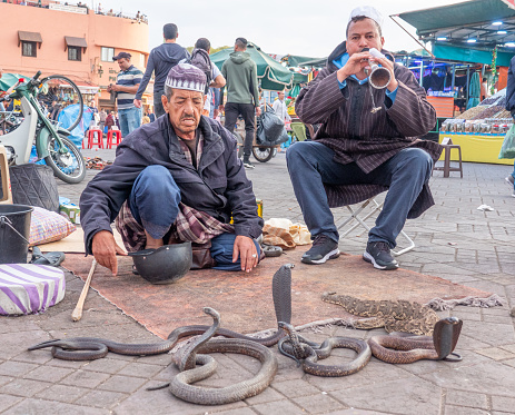 Egyptian Cobras with two male Moroccan  Snake Charmers at Djemma el Fna Square in Medina District of Marrakesh, Morocco