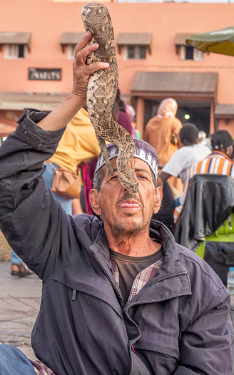 Puff Adder (Bitis arietans) with an elderly male Snake Charmer at Djemma el Fna Square in Medina District of Marrakesh, Morocco