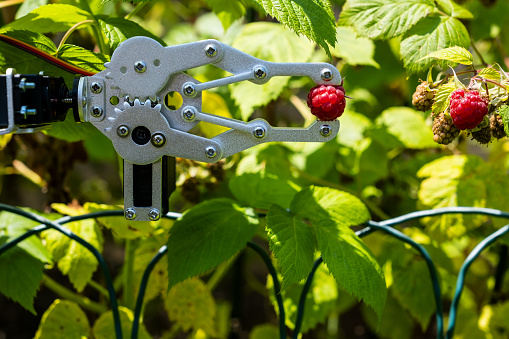 Robotic arm holding raspberry