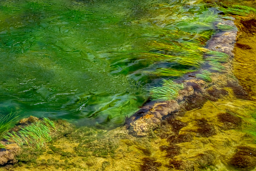 A grassy riverbed under fast flowing water and rock algae.