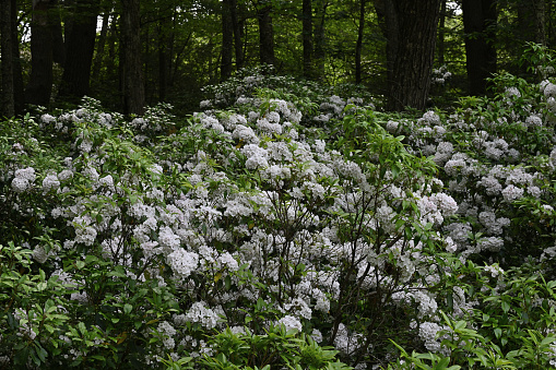 Mountain laurel blooming in the deep woods of Connecticut's northwest hills. In late June, peak of the evergreen's flowering season. State flower of Connecticut.