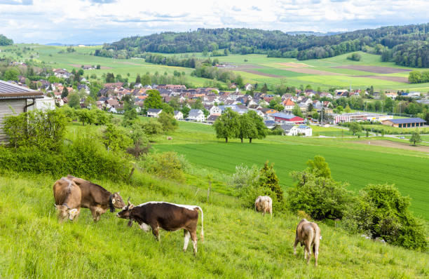 istock Cows graze on meadows on hills against the backdrop of a village 1500342987