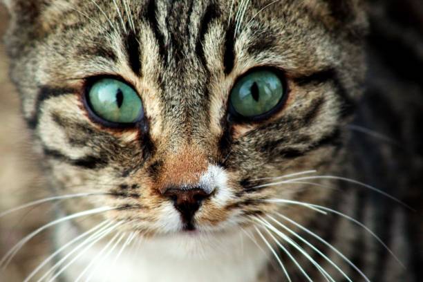 istock Tigris, Cat with green eyes, tekir kedisi 1500345534