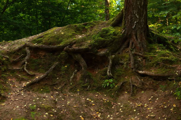 istock Large roots of an old birch tree covered with moss 1500345688