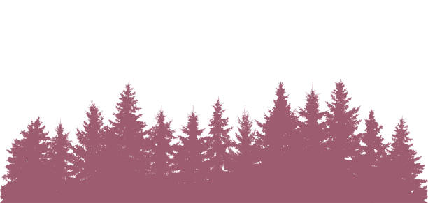 istock Forest background, beautiful landscape wallpaper. Silhouettes of fir trees. Vector illustration 1500345906