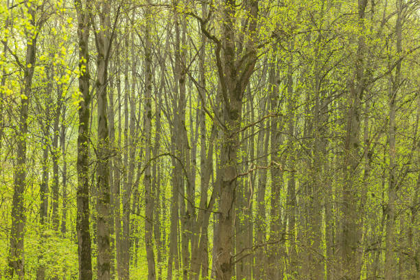 Grove of young trees in early spring. Fresh young leaves.