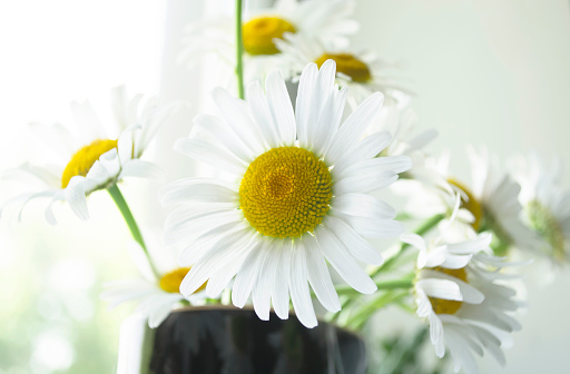 Close up of a cosmos flower