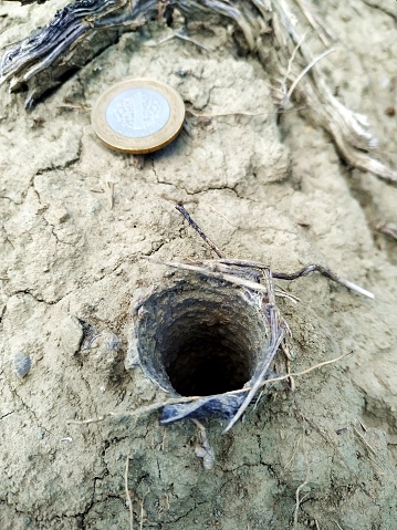 Ground spider hole