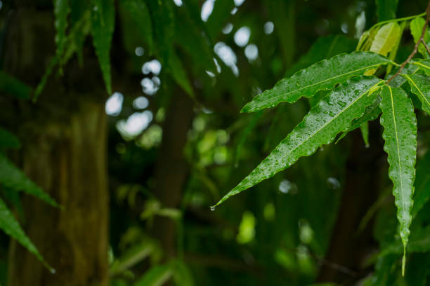 Rain drops on green leaves stock photo