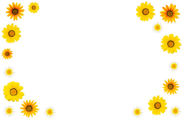 Frame of yellow and white daisies isolated on white background. Floral frame.