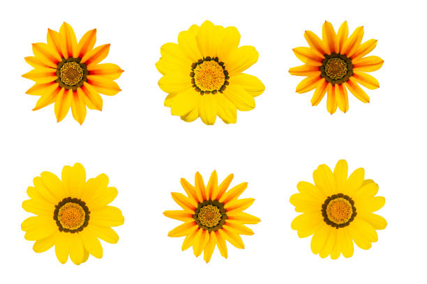 Native to South Africa, Gazania, also called Treasure flower or African daisy, is a perennial exhibiting brightly colored daisy-like flowers such as red, yellow, orange, pink and white. The flower can also be two-tone or multi-colored. Showy blooms appear in early summer through early fall.