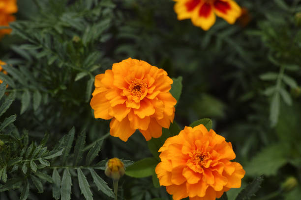 istock A bush with orange marigold flowers on it 1500347712