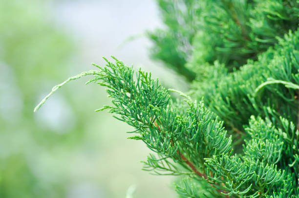 istock Juniperus chinensis, Chinese juniper or CUPRESSACEAE 1500347851