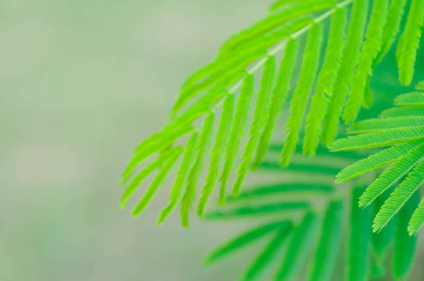 istock Acacia pennata, Tropical Acacia plant 1500347943