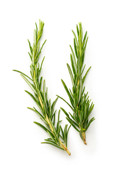 istock Two rosemary sprigs 1500350671