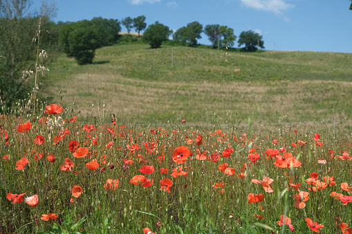 Uncultivated field with poppies in Marche