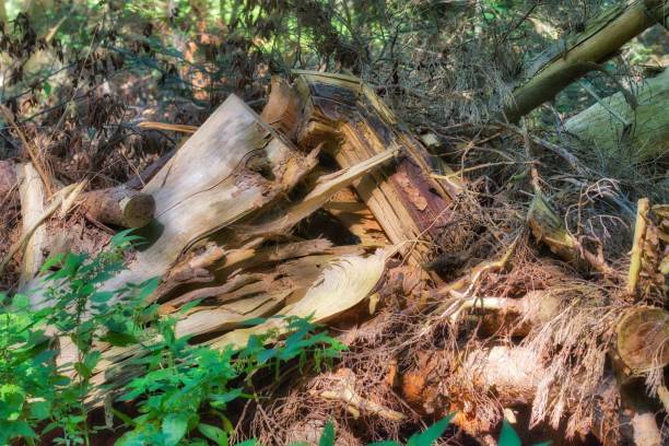 istock Large pile of cut tree branches is arranged in a heap in the foreground 1500350803