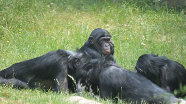 Baby Bonobo with family