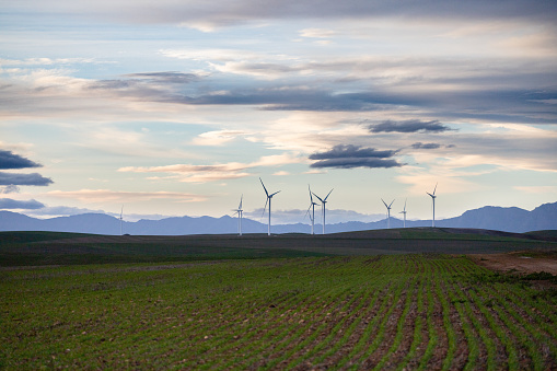 Wind turbines in the Overberg region of South Africa, generating green, renewable energy.