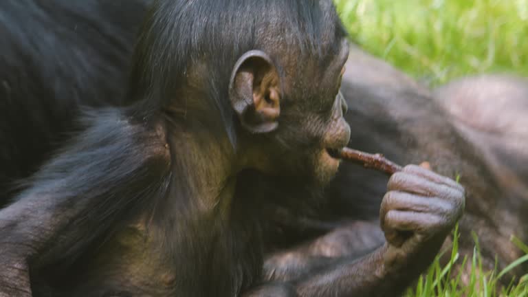 Baby Bonobo with family