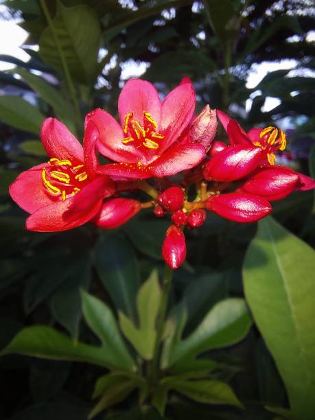 istock The flower on the background. 1500352290