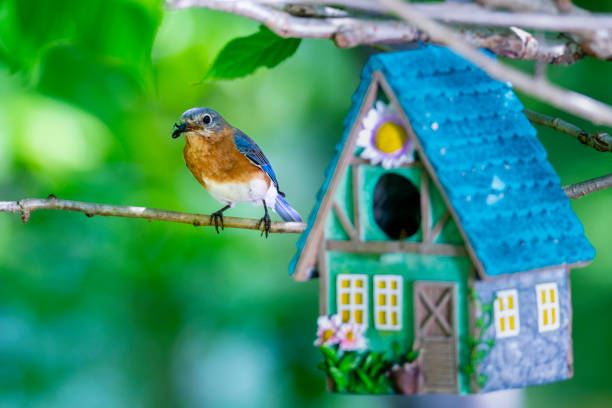 istock Bluebird feeding young chicks in birdhouse 1500352531