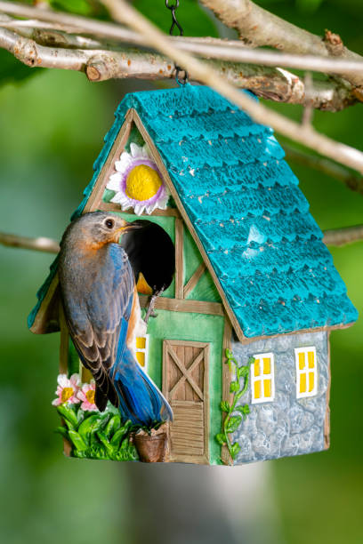 istock Bluebird feeding young chicks in birdhouse 1500352597