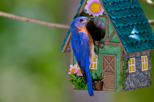 Male Eastern Bluebird next to birdhouse. Bringing food to chicks.