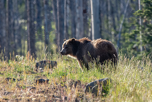 Large Carpathian brown bear predator portrait, while looking in the camera in natural environment in the woods of Romania Europe, with green background.