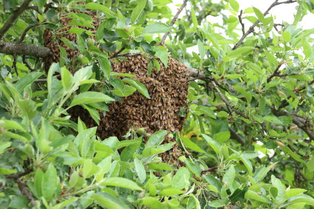 istock Swarm of honey bees 1500353864