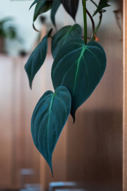 istock Philodendron micans plant trailing down a cabinet, placed in bright indirect light 1500354031