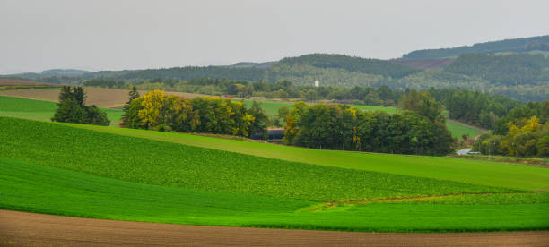 istock Rural scenery in Biei, Japan 1500354274