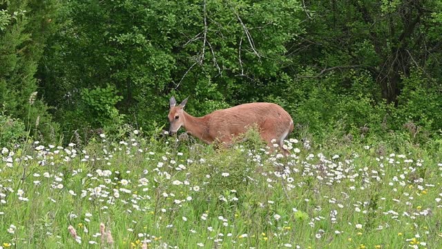 Doe in the Daisies