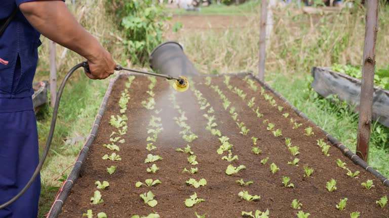 Farmer use spraying bio-fermented water in the vegetable beds. Handheld Shot