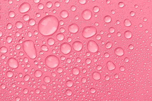Water drops on pink background top view. Cosmetic moisturizing liquid drops of toner or hyaluronic serum.