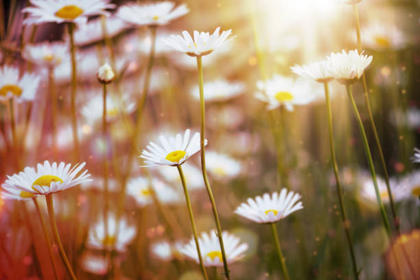 Chamomile (Matricaria chamomilla) Flowers