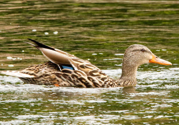 istock Female mallard duck 1500358185